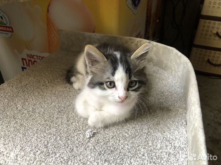 Котики бесплатно в добрые руки