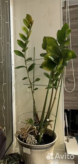 Замиокулькас