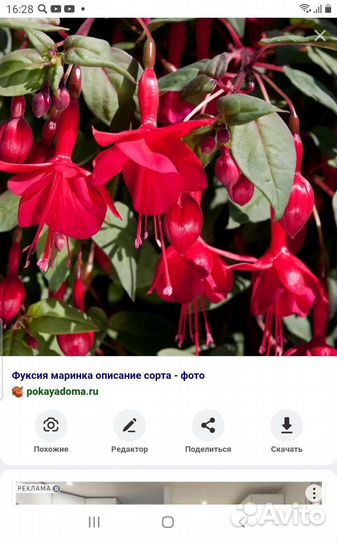 Фуксия сорт Marinka