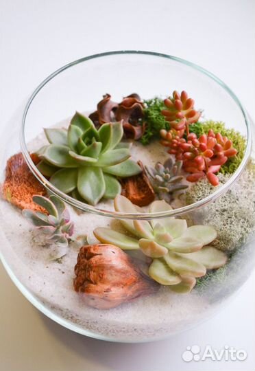 Суккуленты. Флорариум