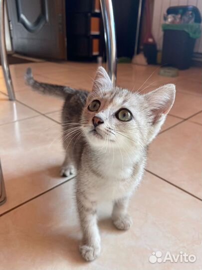 Котенок мальчик бесплатно