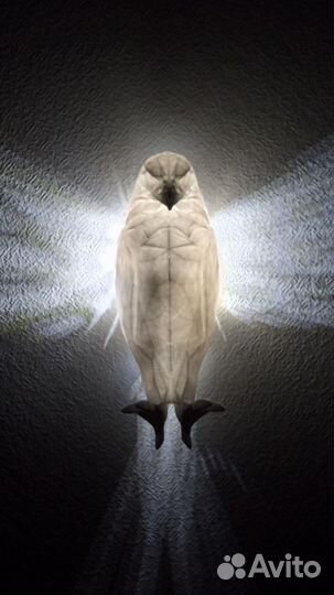 Ночник орёл