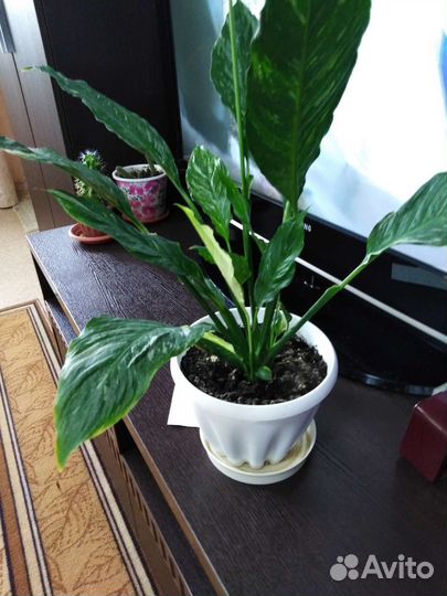 Спатифиллум пестролистный 