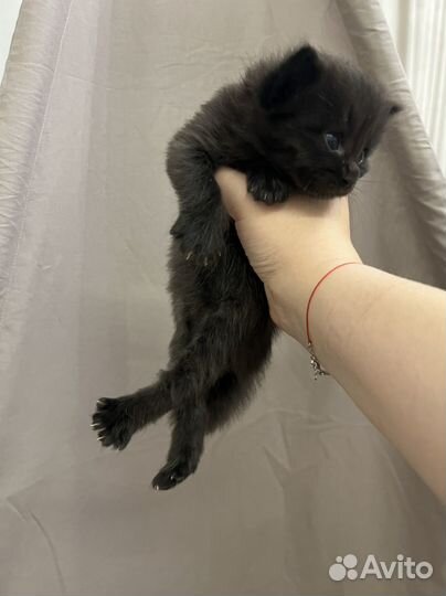 Кошка в дар