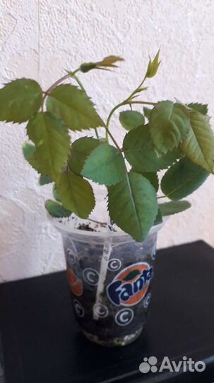 Роза Бенгальская