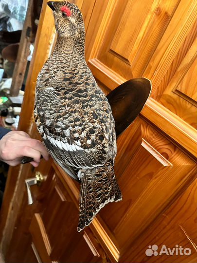 Чучело тетерки