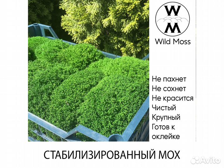 Стабилизированный мох