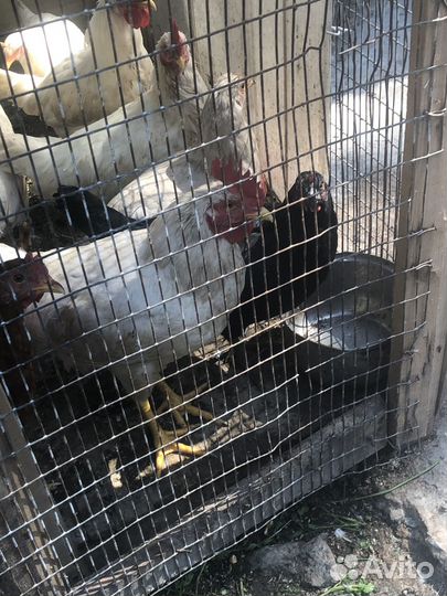 Молодые петухи