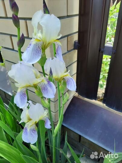 Астильба Катальпа Лилейник Хоста Пион Мята