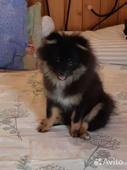 Шпиц, девочка