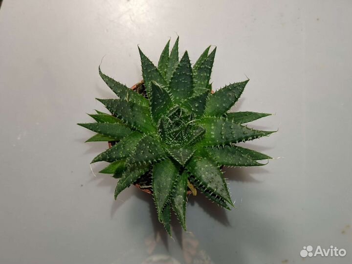 Суккуленты