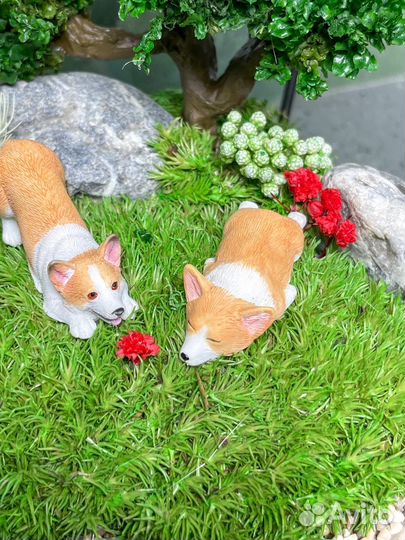 Флорариум корги моссариум собаки букет подарок