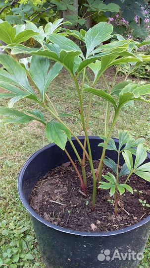 Саженец пиона