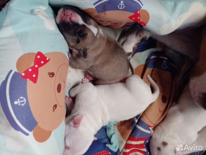 Щенки амстаффа