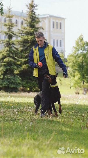 Дрессировка собак кинолог