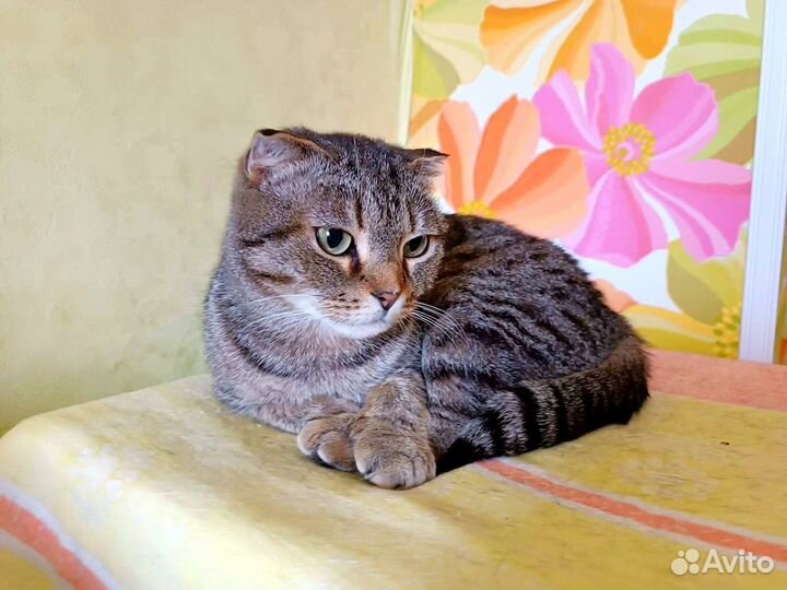 Ищем кошкин дом