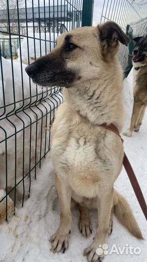 Робин хочет домой