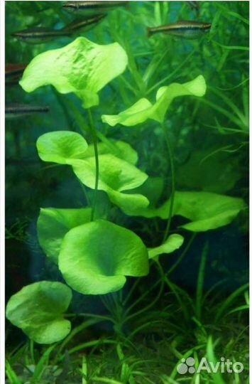 Аквариумное растение