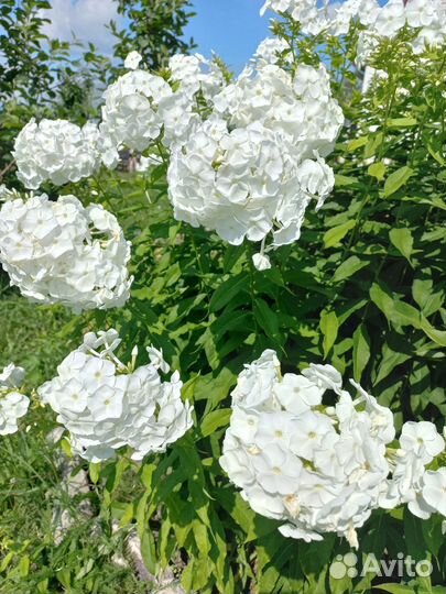 Многолетние садовые цветы