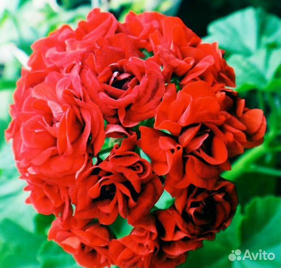 Розебудная