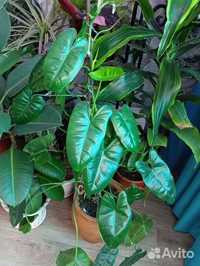 Комнатные цветы