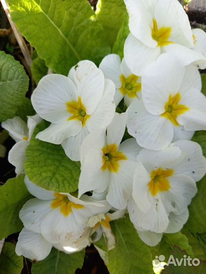 Примула бесстебельная