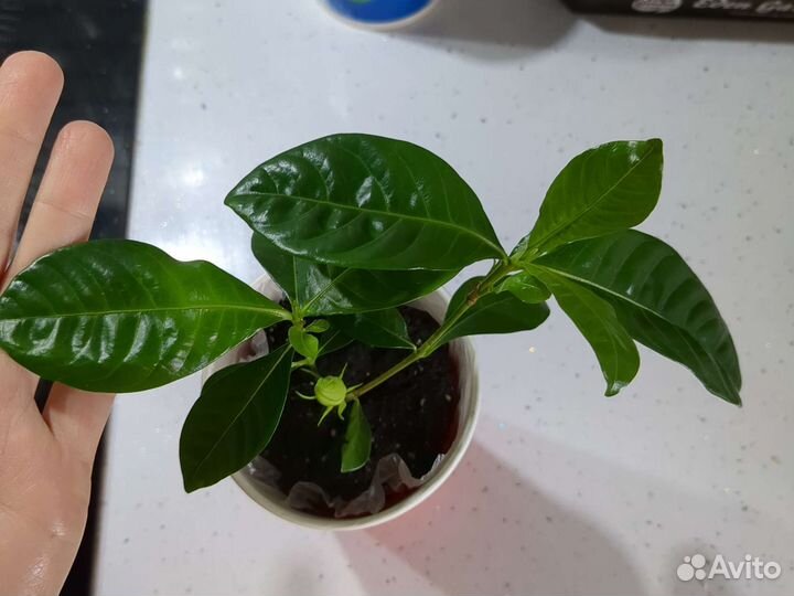 Гардения жасминовидная