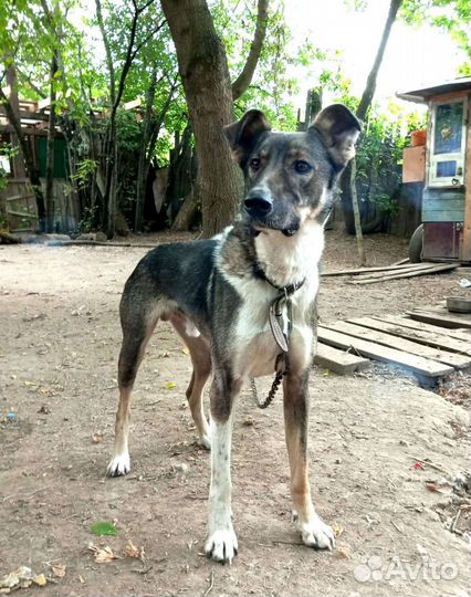 Яр ищет дом