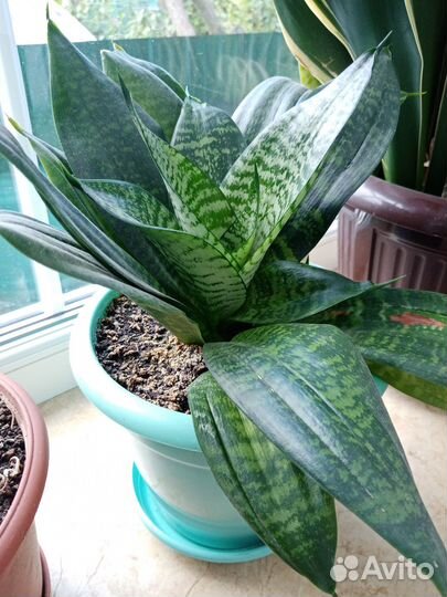 Сансевиерия толстянка