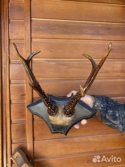 Чучело птицы