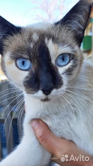 Шикарная мышеловка. Стерилизована