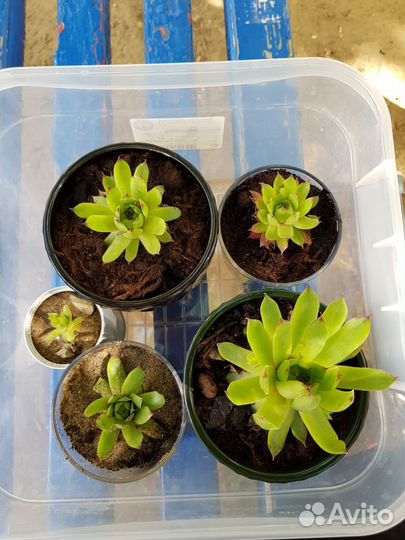 Каменная роза