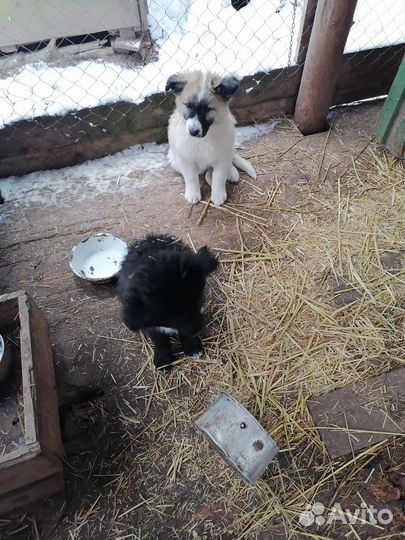 Щенки мальчики в добрые руки