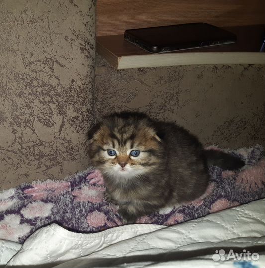 Милашки Шотландские