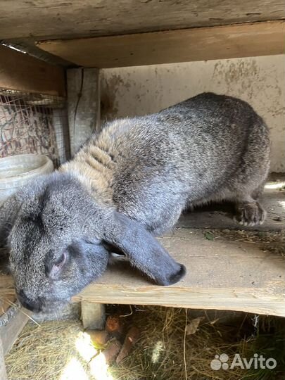 Обмен самец французский баран