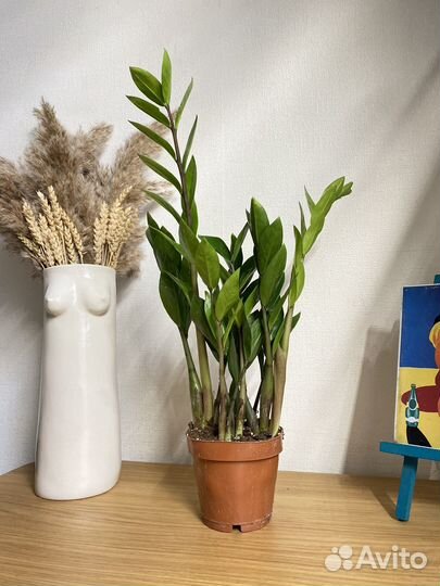 Замиокулькас