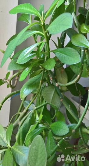 Синадениум Гранта-дерево любви Обмен