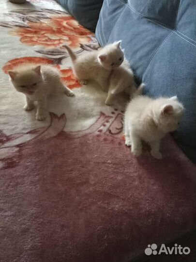 Персидская