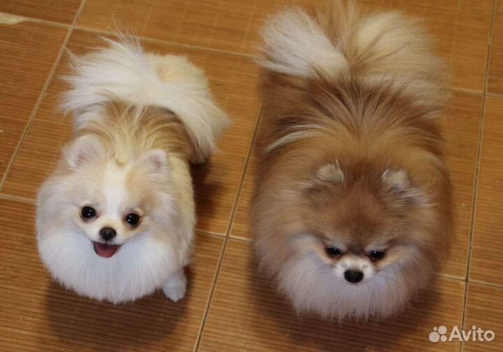 Супер девочка померанский шпиц мини