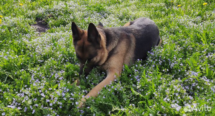 Выгул и передержка собак