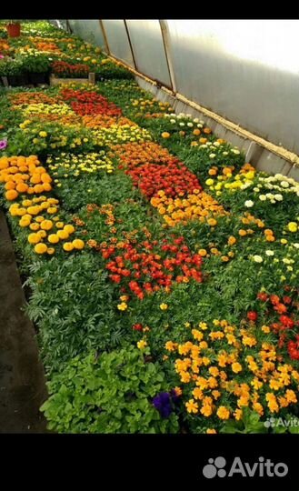 Корни пионов оптом. Голландия