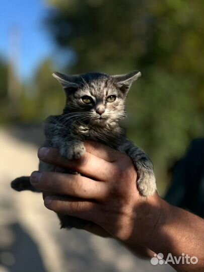 Котенок серый дымчатый