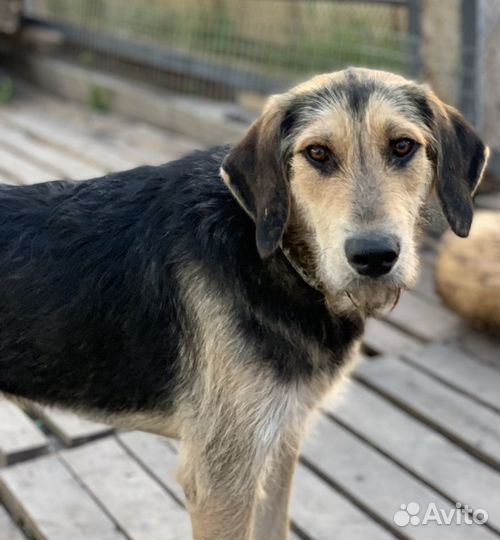 Собака бесплатно