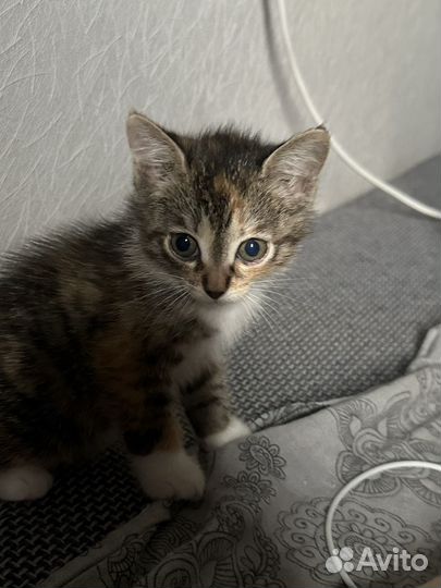 Котенок в добрые руки