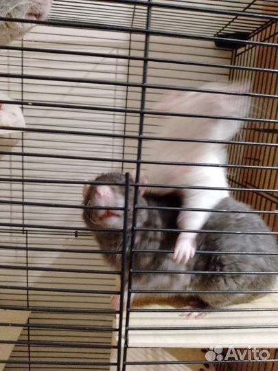 Декоративная крыса