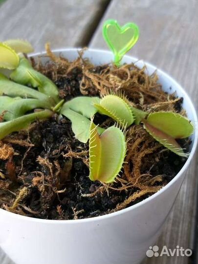 Венерина мухоловка цветок