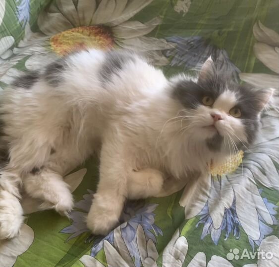 Шикарная кошка