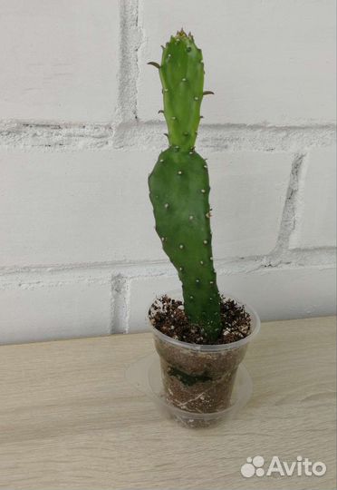Кактус опунция 