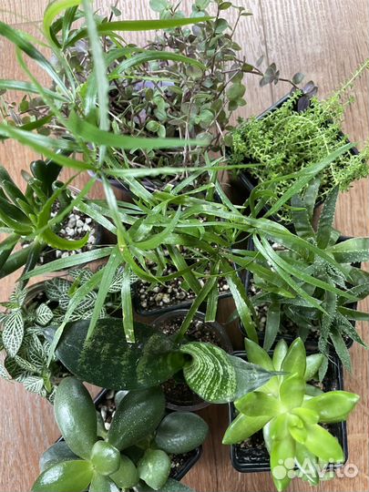 Сансевиерия, каллизия, хоббит, аспарагус, алое