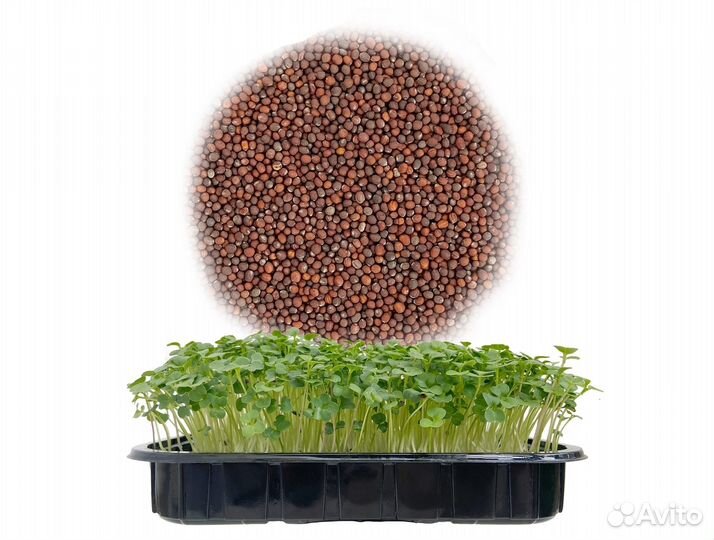 Семена Микрозелень от 50 грамм арт.0038